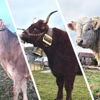Une vache Brune, une Salers, et un taureau Charolais.