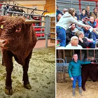 jeune taureau salers lors de la vente aux encheres dans le Cantal