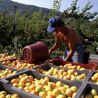 homme ramassant des pommes emploi agriculture