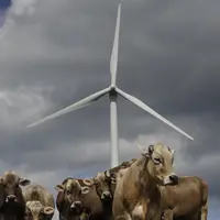 Des vaches devant une éolienne.