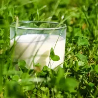 verre de lait dans une prairie commerce équitable