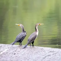 Couple de cormorans sur bord de rivière