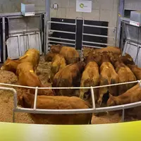 Bovins en vente aux enchères au marché au cadran de Mauriac