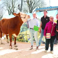 Grizy Miss simmental 2024, Gaec Chassany.