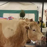 Des culs de vaches alignés lors de la foire de Langogne.