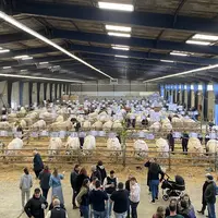 exposition d'animaux sous un hangar pour la foire de boussac