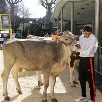 Un élève conduit sa génisse dans le ring et la dirige lors du concours de jeunes meneurs au lycée agricole de Terre Nouvelle