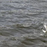 Un homme pêche au bord d'un étang