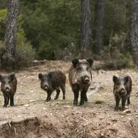 sangliers dans une forêt