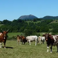 Des vaches pâturant devant le Puy de Dôme.