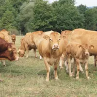 Groupe de vaches Limousines pâturant.