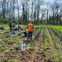 Opération de glanage solidaire de poireaux sur une parcelle des Combrailles dans le Puy-de-Dôme en partenariat avec Solaal Auvergne-Rhône-Alpes.
