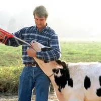 pose d'un bolus par un éleveur