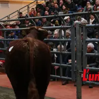 Un taureau salers défile sur le ring des enchères.
