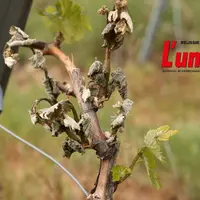 Une branche de vigne et ses fueilles victimes du gel.