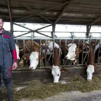 Loan Julien et son troupeau de Simmental.