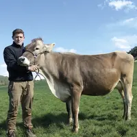 Yoan Valentin et la vache brune qu'il a présenté en concours