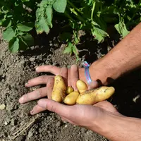 rattes dans la main d'un producteur de légumes de plein champ