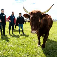 vache salers traite avec des éleveurs dans un prés