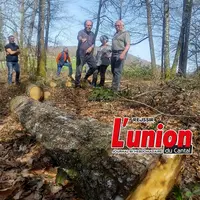 Coupe de bois de feuiillus raisonnée, dans le Cantal