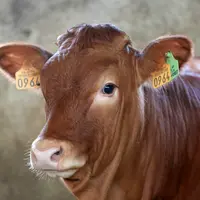 La coopérative des veaux des Monts du Velay-Forez est à la recherche de nouveaux producteurs pour honorer les demandes de ses nouveaux clients.