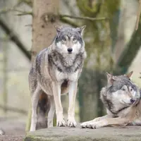 Aujourd’hui on parle d’une population de loups estimée provisoirement pour 2023 à environ 1 104 individus avec un intervalle de prédiction situé entre
