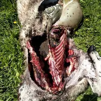 cadavre de brebis dévoré par un loup