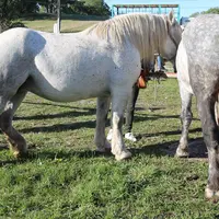 Chevaux percherons