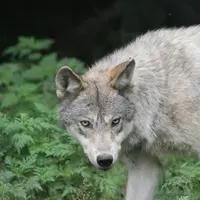 loup dans les fougères