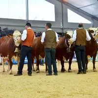concours bovin