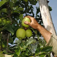 Cueillette de pommes