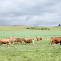 Limousines au pâturage