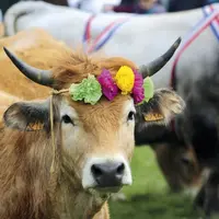 La fête de la transhumance au col de Bonnecombe pour célébrer les Aubrac