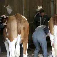 Le concours des jeunes meneurs au lycée agricole de Saint-Chély-d'Apcher.