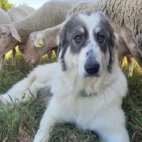 Chien de protection patou dans son troupeau