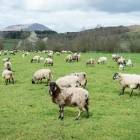 troupeau de mouton chaîne des puys