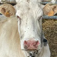 Une vache avec des mouches