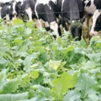 Le colza fourrager + avoine de printemps ou brésilienne est un mélange intéressant pour sa production de matière azotée notamment en pâture.