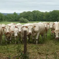 Vaches charolaises au pré
