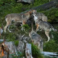 meute de loup dans la forêt
