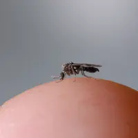 moucheron au bout d'un doigt