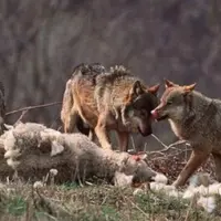loup dévorant un mouton