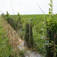 Une haie de jeunes plants d'arbres protégés de grillages et tuteurés