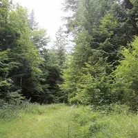 Une forêt en Lozère