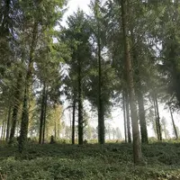 Une forêt en pleine journée