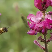Une abeille récole du nectar sur une fleur de sainfoin