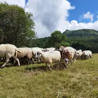 brebis au pied du puy de dôme