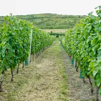 Vignes