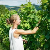Une femme dans des vignes
