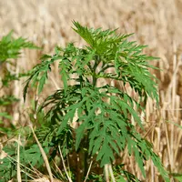 plant d'ambroisie